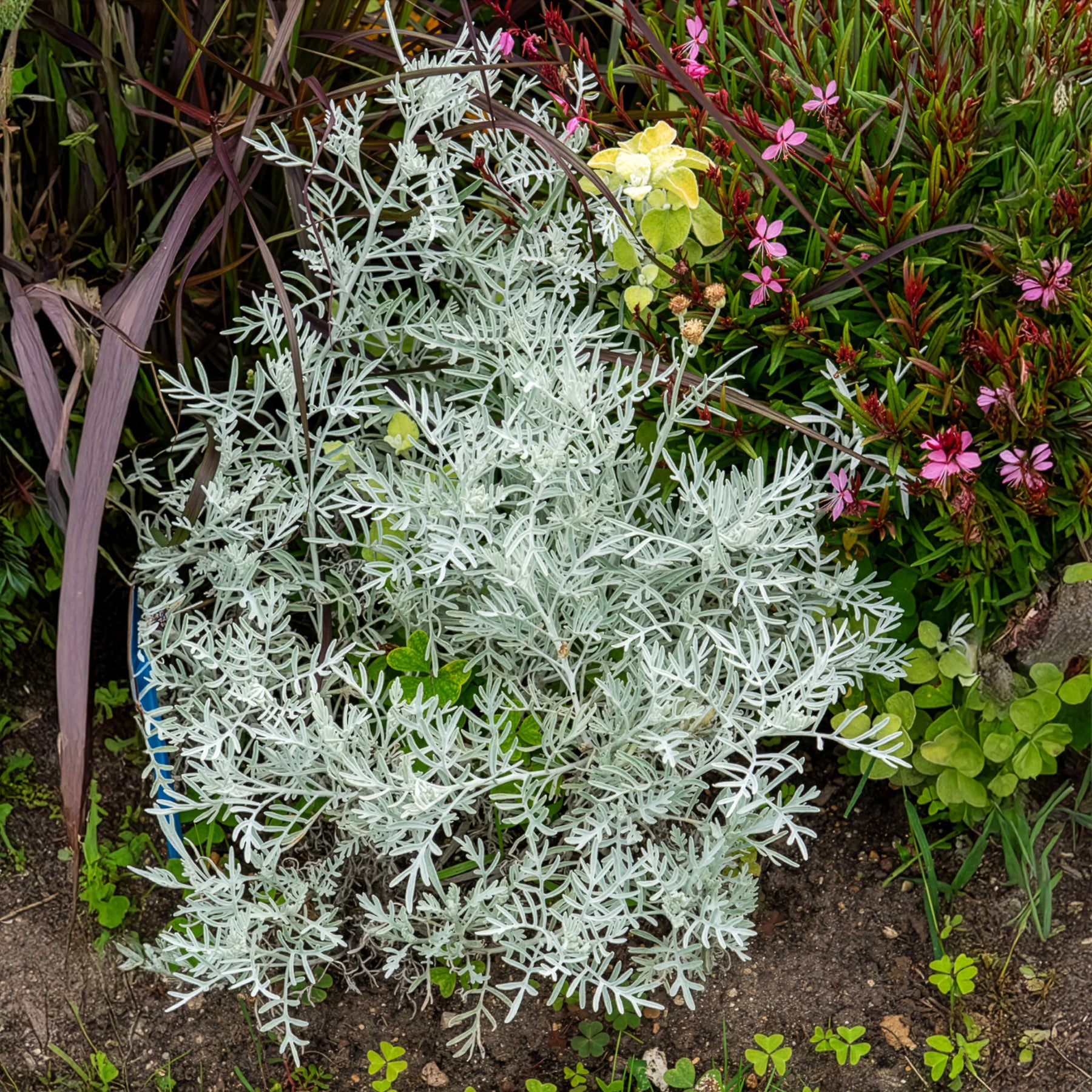 Senecio viravira - Willemse