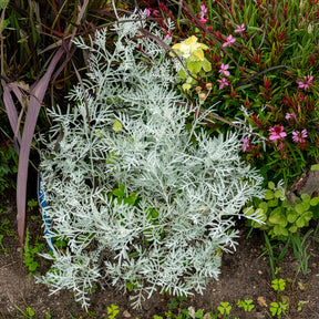 Senecio viravira - Willemse