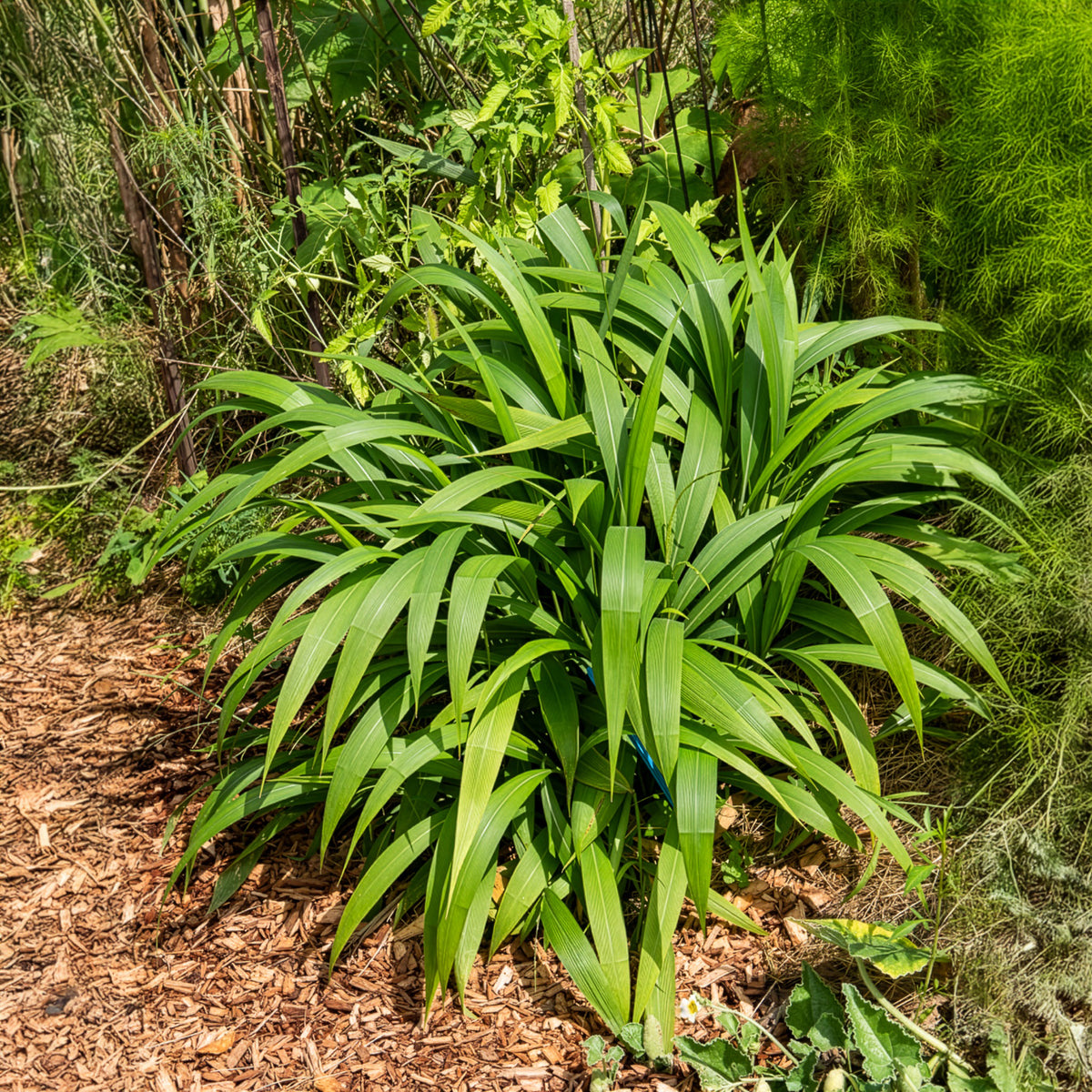 Palmgras - Setaria palmifolia - Willemse