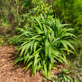 Palmgras - Setaria palmifolia - Willemse