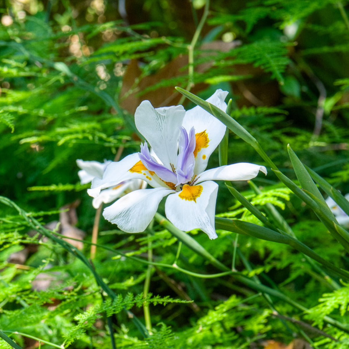 Afrikaanse iris - Dietes grandiflora - Willemse