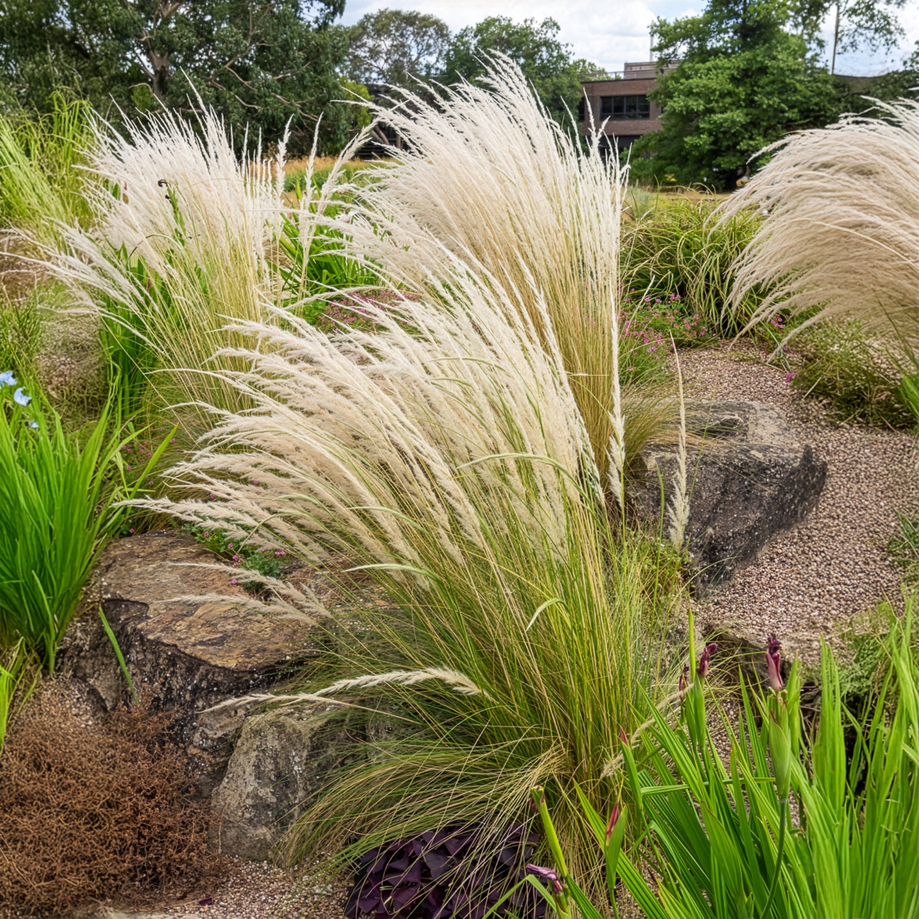 Peruaans vedergras - Stipa ichu - Willemse