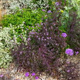 Ijzerhard Bampton - Verbena officinalis Bampton - Willemse