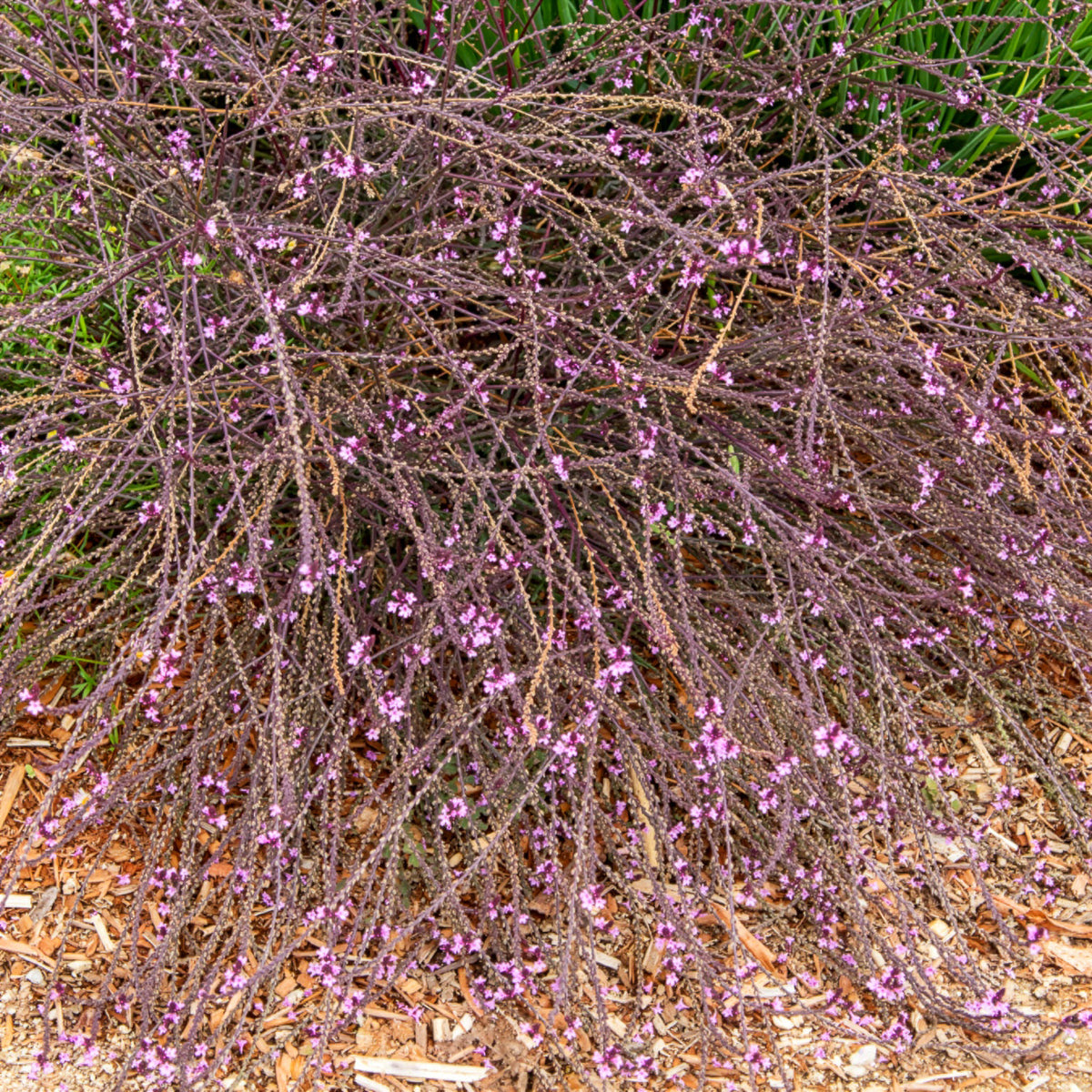 Ijzerhard Bampton - Willemse