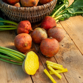 Rode biet Burpees Golden - Willemse