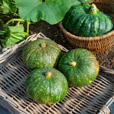 Pompoen delicata Delica Moretti - Cucurbita delicata Delica  Moretti - Willemse