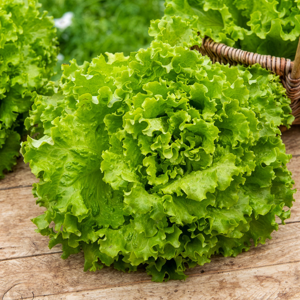 Ijsbergsla Batavia Florine - Willemse