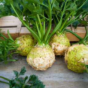 Knolselderij Monarch - Apium graveolens rapaceum Monarch - Willemse