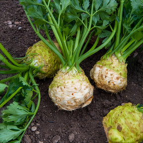 Knolselderij Monarch - Willemse