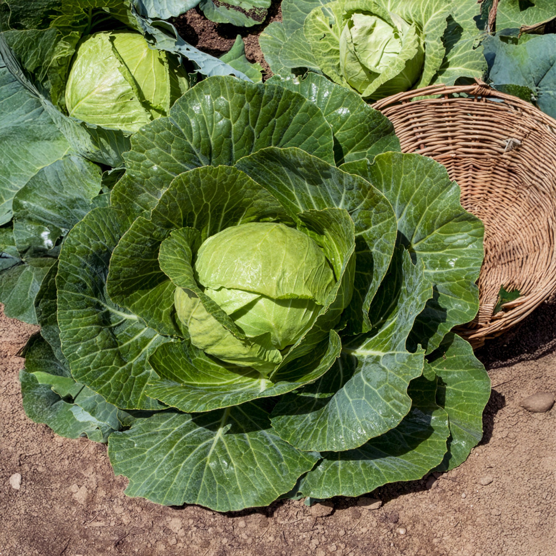 Witte kool Tête de Pierre F1 - Brassica oleracea capitata Tête de Pierre F1 - Willemse