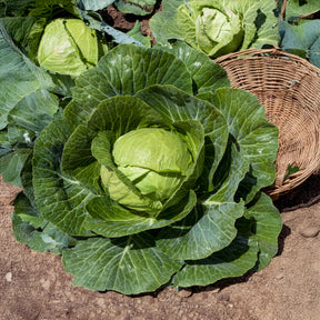 Witte kool Tête de Pierre F1 - Brassica oleracea capitata Tête de Pierre F1 - Willemse