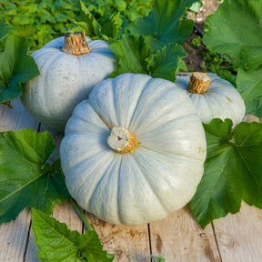 Cucurbita maxima Bleu de Hongrie - Pompoen Bleu de Hongrie - Pompoenzaden