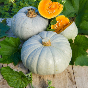 Pompoen Bleu de Hongrie - Willemse