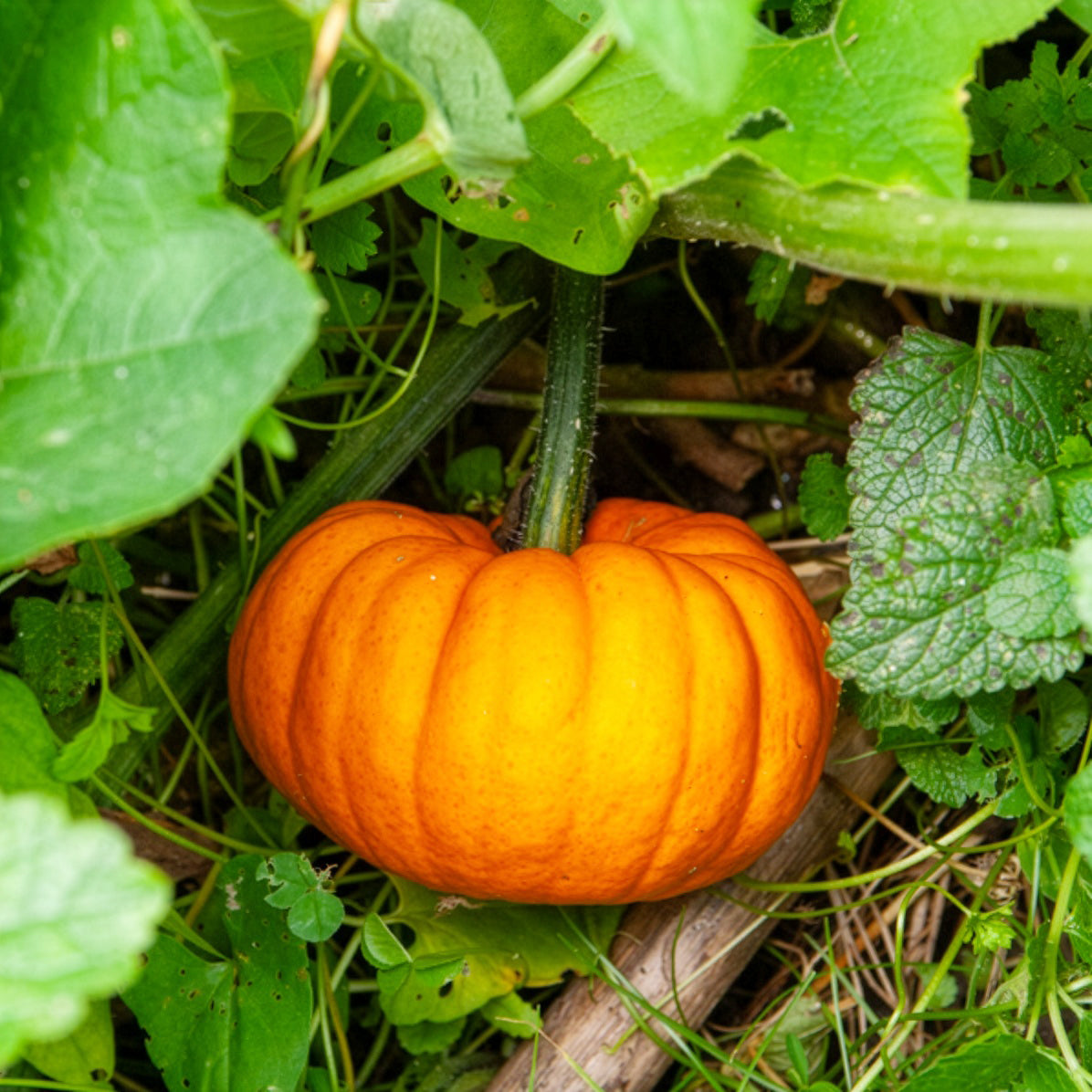 Courgette Jack be little - Willemse