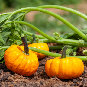 Courgette Jack be little - Cucurbita pepo Jack Be Little - Willemse