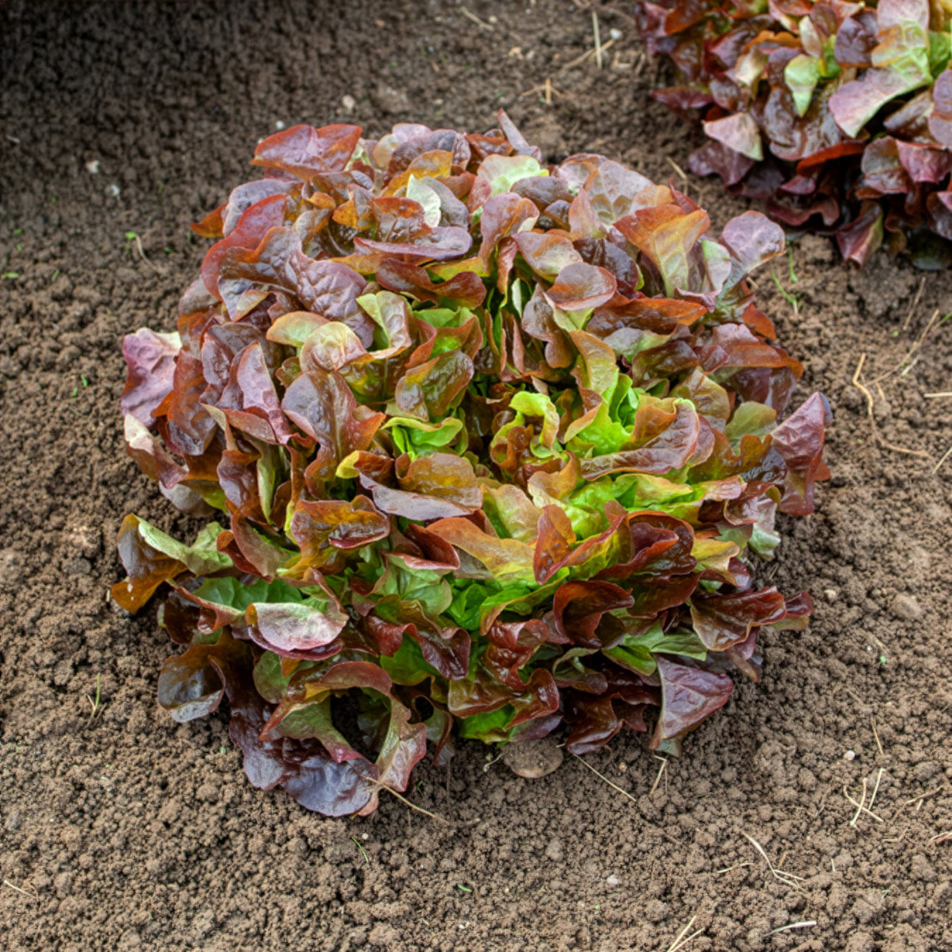 Sla Eglanti - Lactuca sativa Eglantine - Willemse