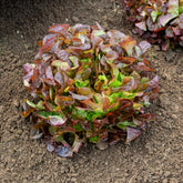 Sla Eglanti - Lactuca sativa Eglantine - Willemse