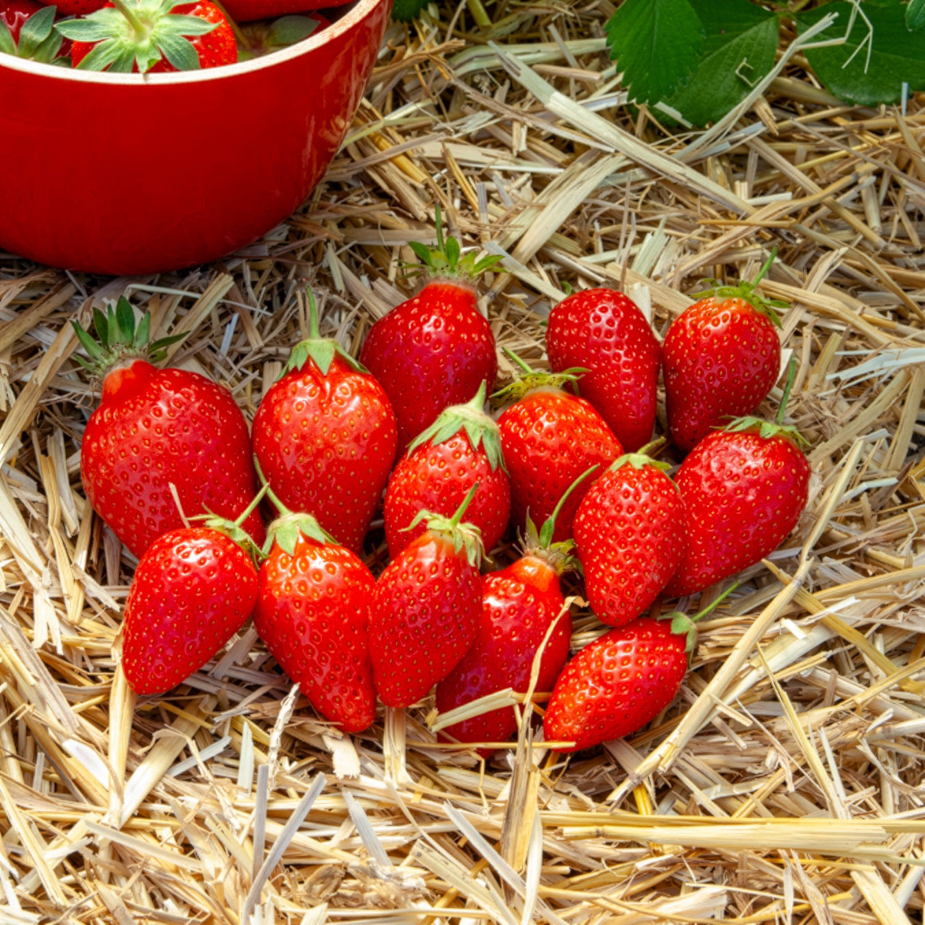 Aardbei Ciflorette - Willemse