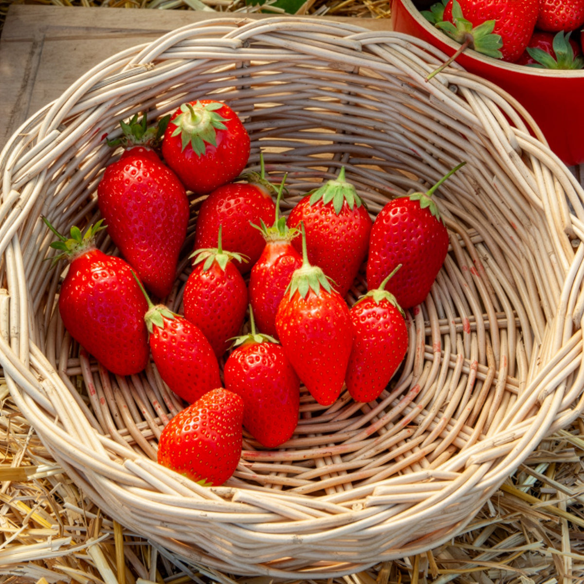 Aardbei Gento Nova - Willemse