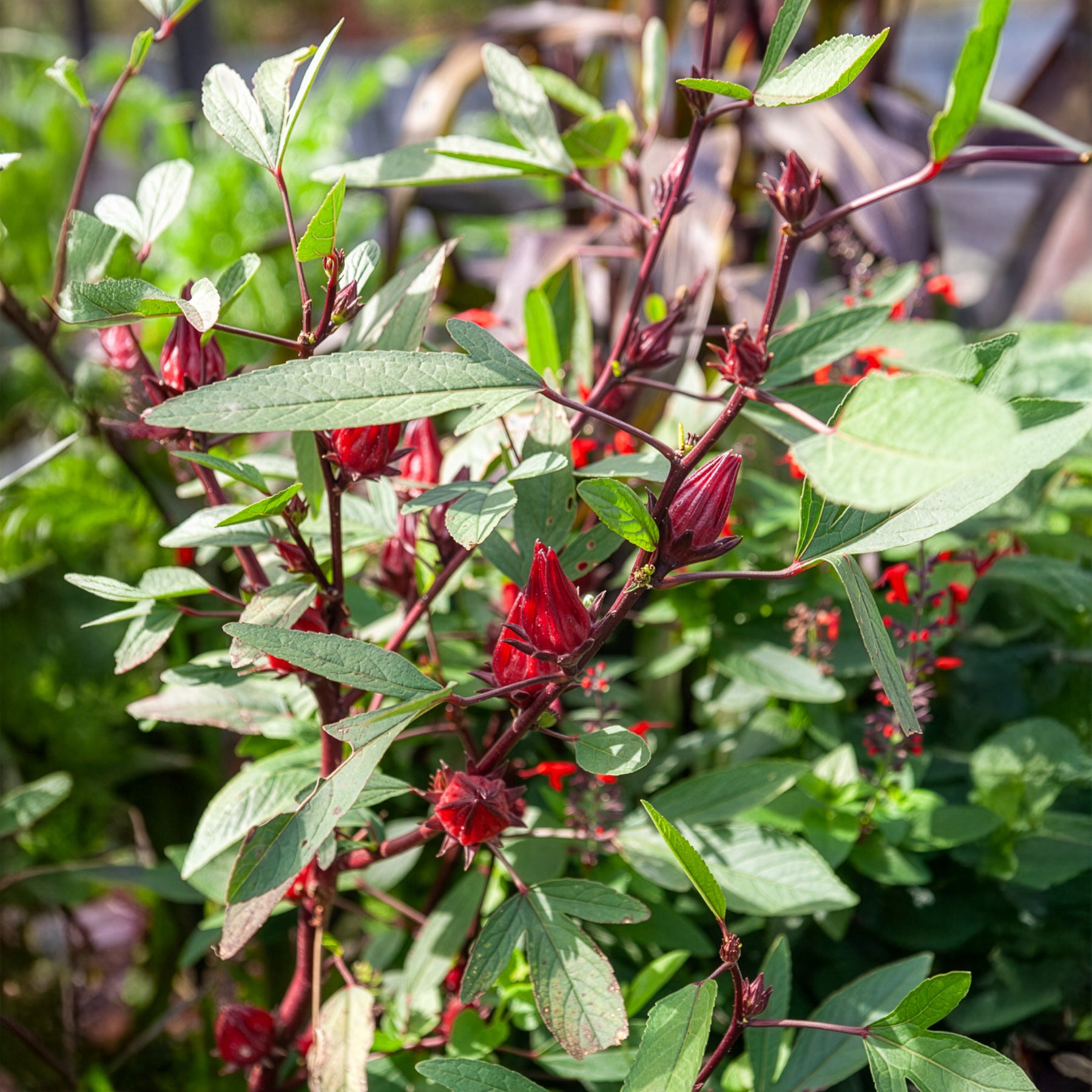 Roselle - Willemse