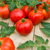 Tomaat Pyros F1 - Solanum lycopersicum Pyros F1 - Willemse
