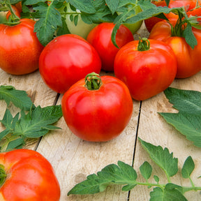 Tomaat Pyros F1 - Solanum lycopersicum Pyros F1 - Willemse