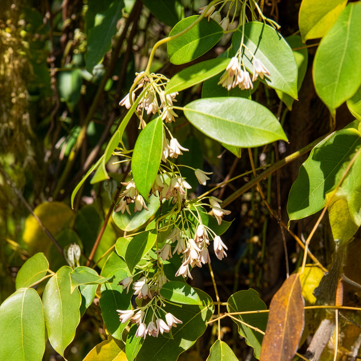 Holboellia coriacea - Holboellia coriacea - Willemse