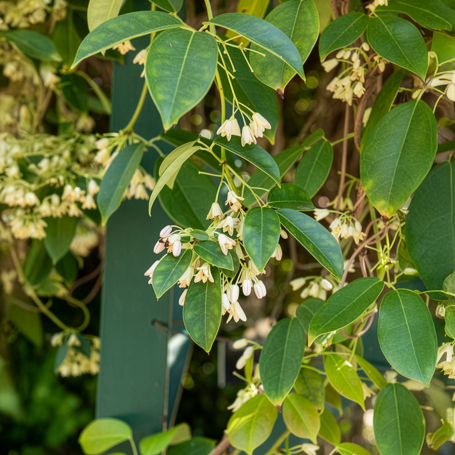 Holboellia coriacea - Willemse