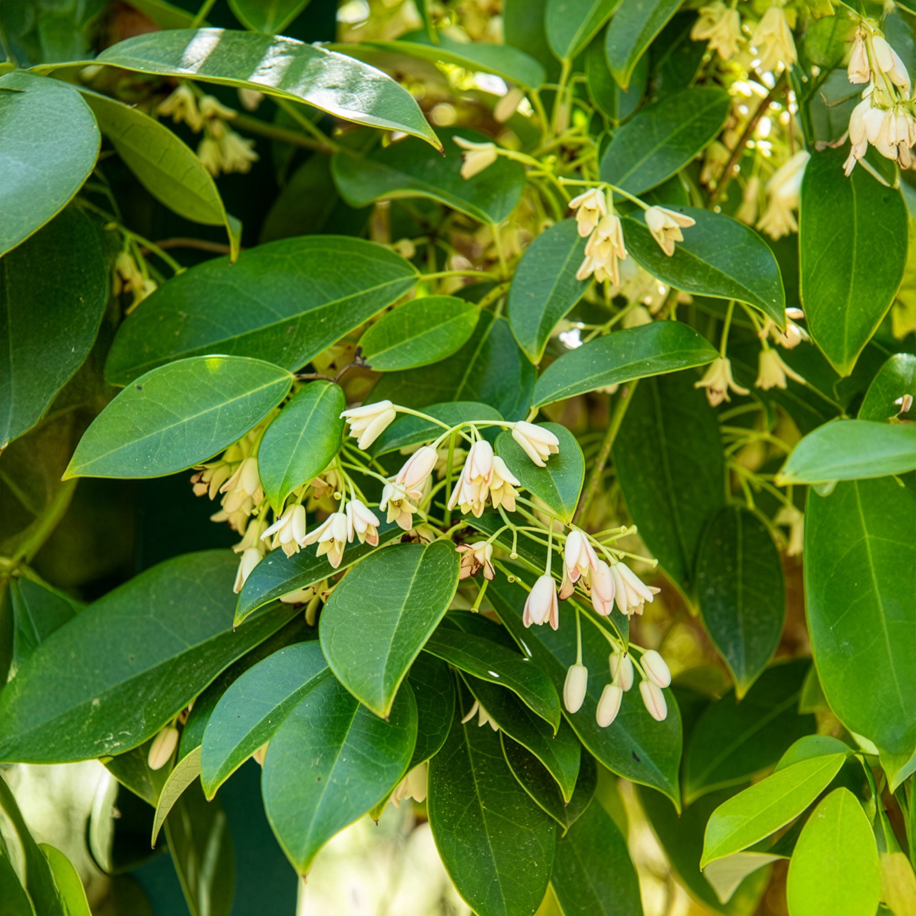 Holboellia coriacea - Holboellia coriacea - bloeiende klimplanten