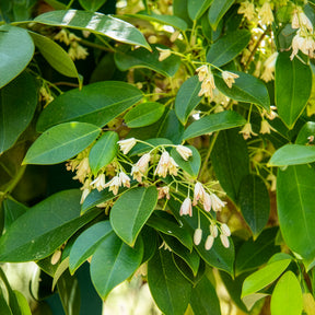 Holboellia coriacea - Holboellia coriacea - bloeiende klimplanten