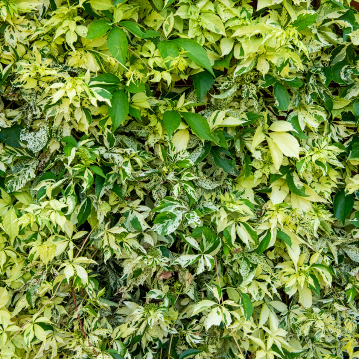 Wilde Wingerd  Monham Star shower® - Willemse