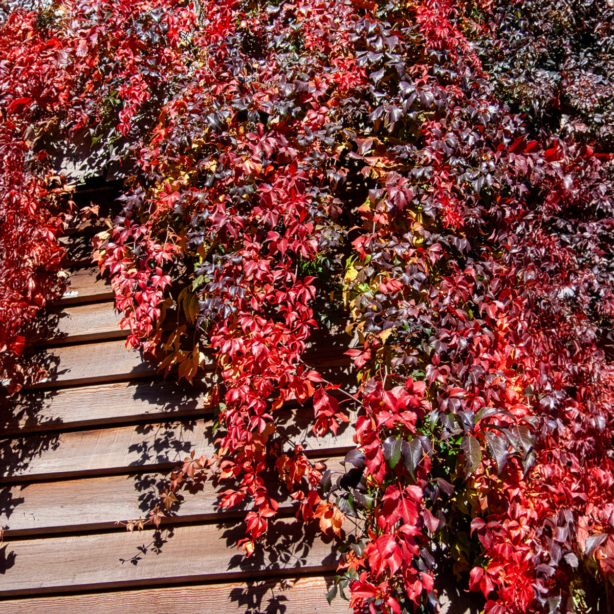 Wilde Wingerd  Red Wall - Parthenocissus quinquefolia Red Wall® Troki - Willemse