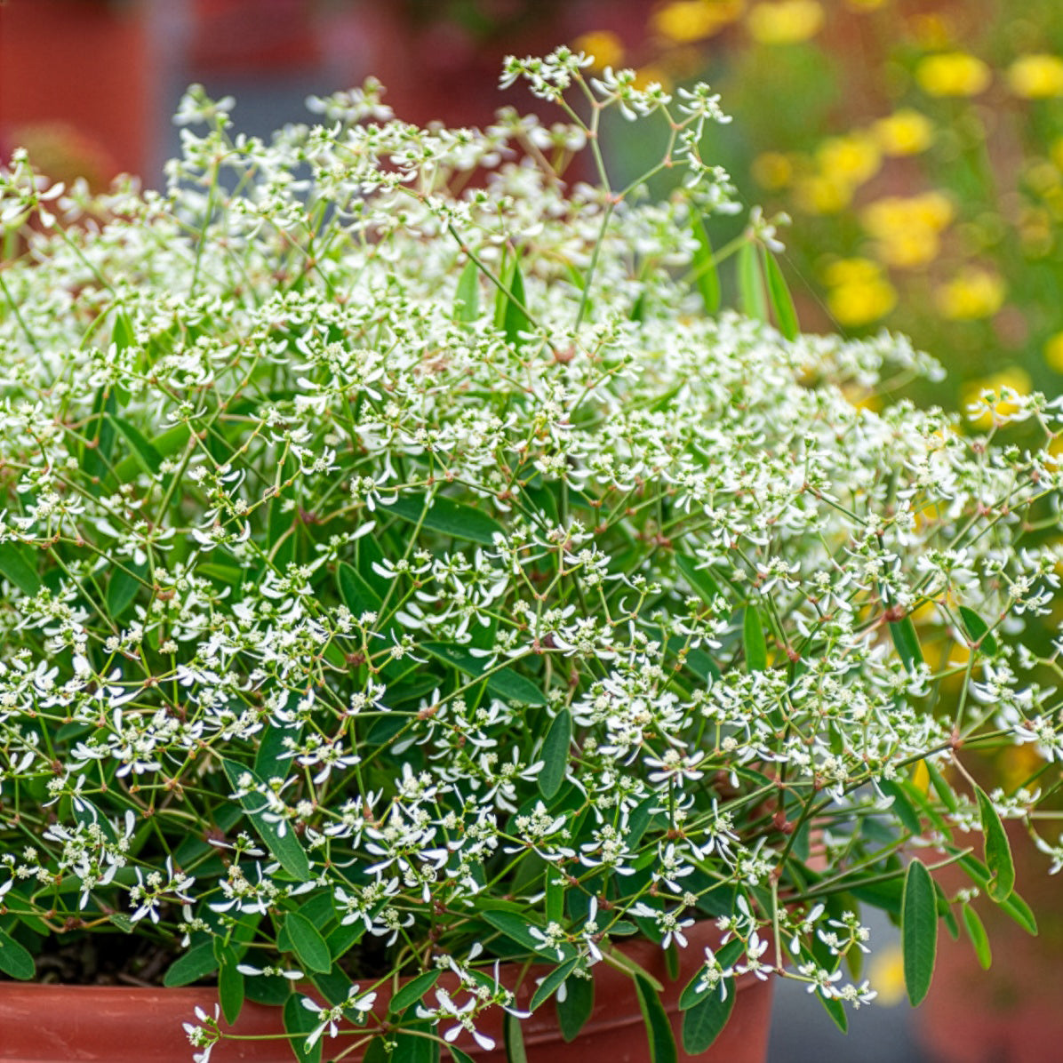 Wolfsmelk Diamond Frost