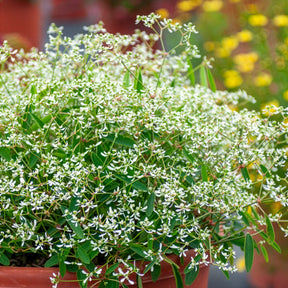 Wolfsmelk Diamond Frost