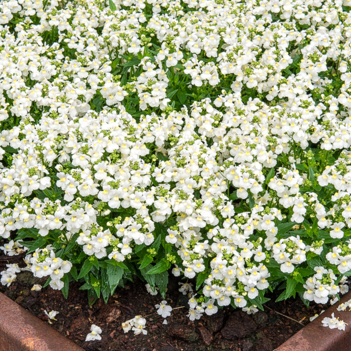 Witte Nemesia - Willemse