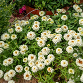 Zinnia elegans white - Witte Zinnia - Balkon- en terrasbloemen