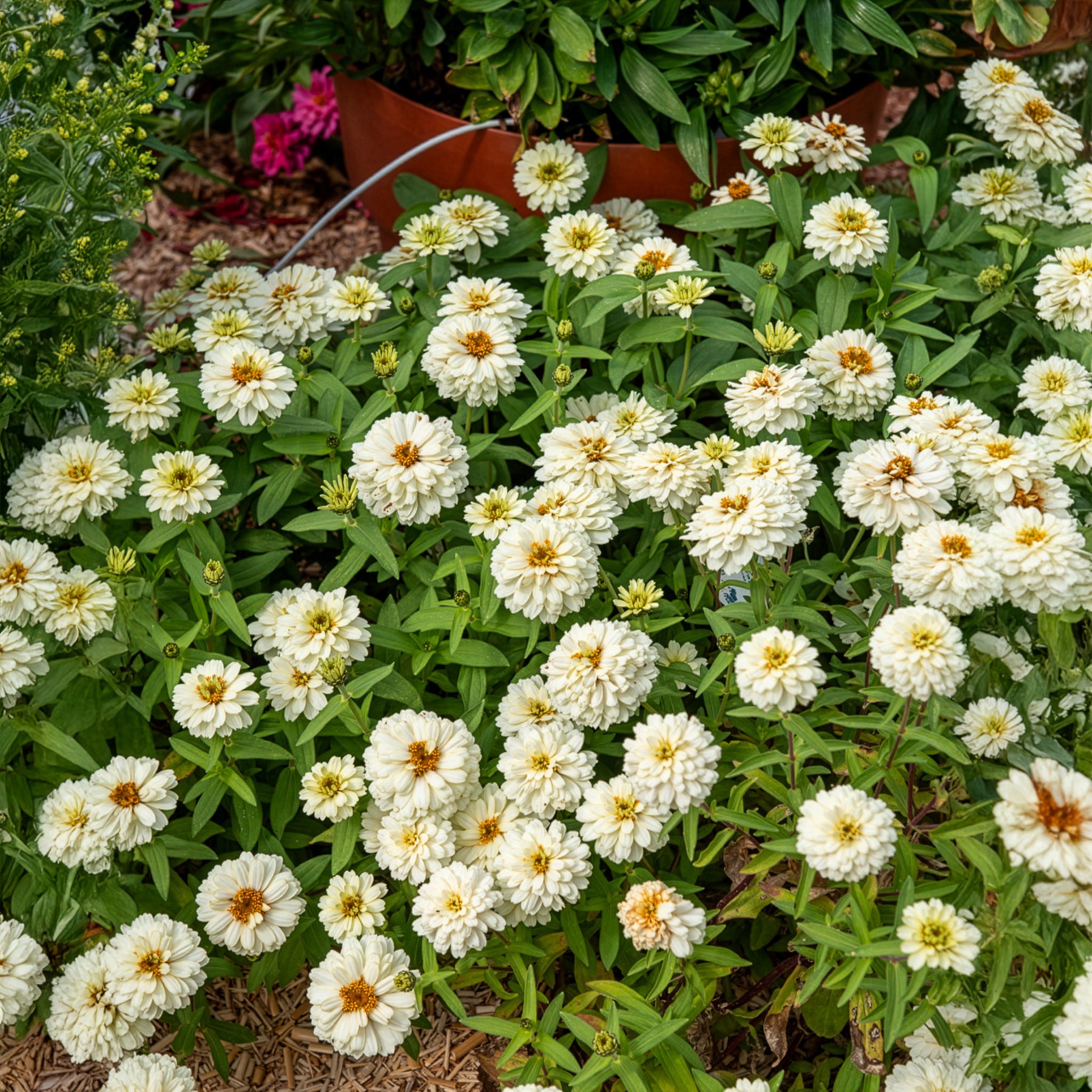 Zinnia elegans white - Witte Zinnia - Balkon- en terrasbloemen