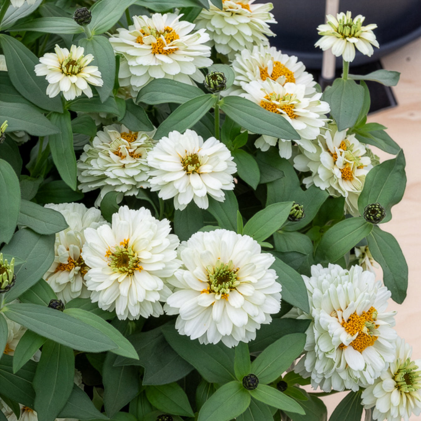 Witte Zinnia - Willemse