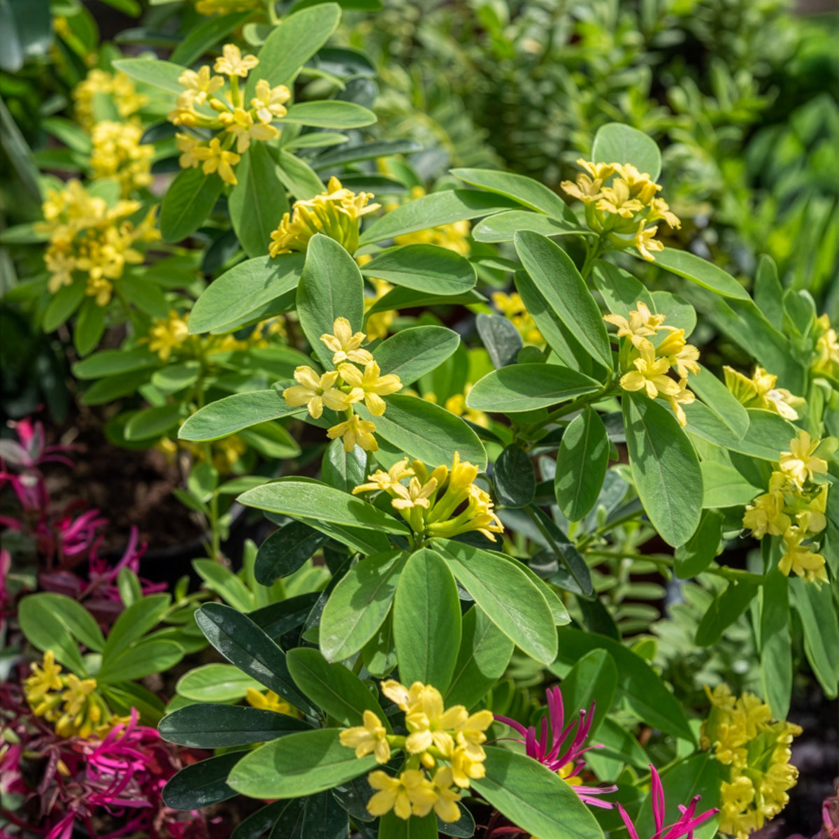 Daphne Royal Crown - Daphne gemmata Royal Crown - Willemse