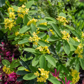 Daphne Royal Crown - Daphne gemmata Royal Crown - Willemse