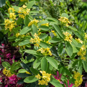 Daphne Royal Crown - Daphne gemmata Royal Crown - Willemse