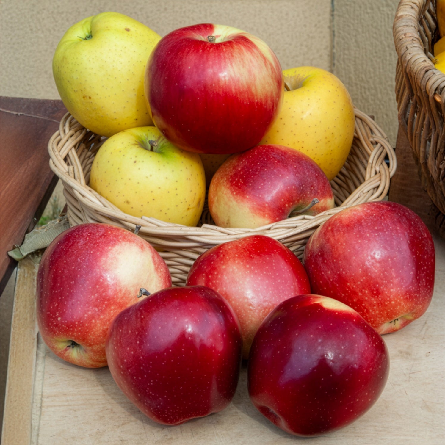 Appelboom Gloster - Malus domestica Gloster - Willemse