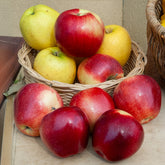 Appelboom Gloster - Malus domestica Gloster - Willemse