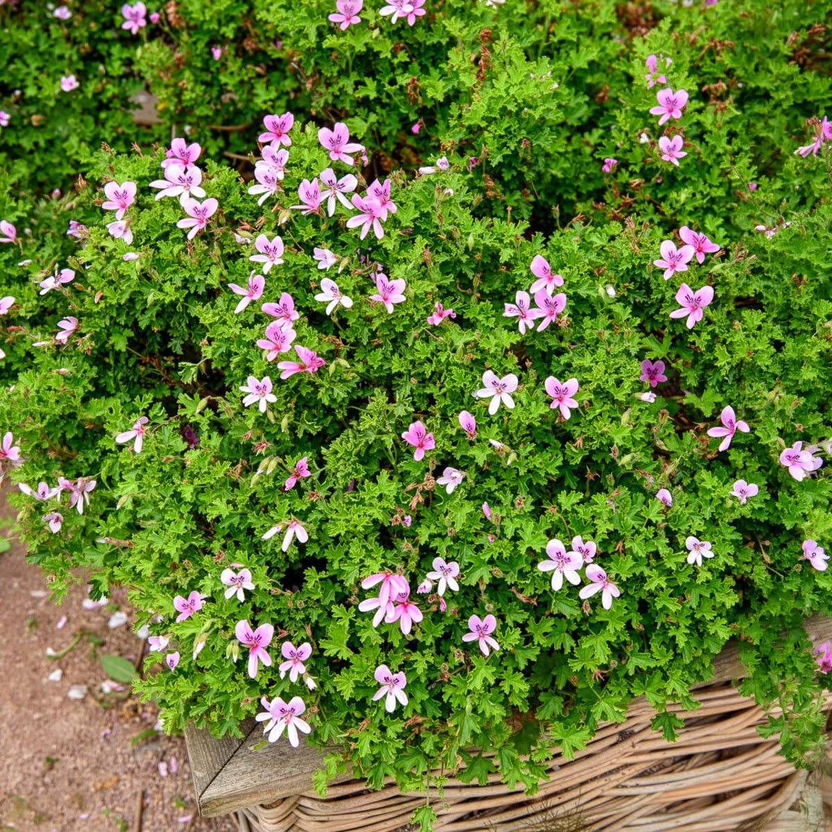 Geranium Capitatum - Pelargonium capitatum - Willemse