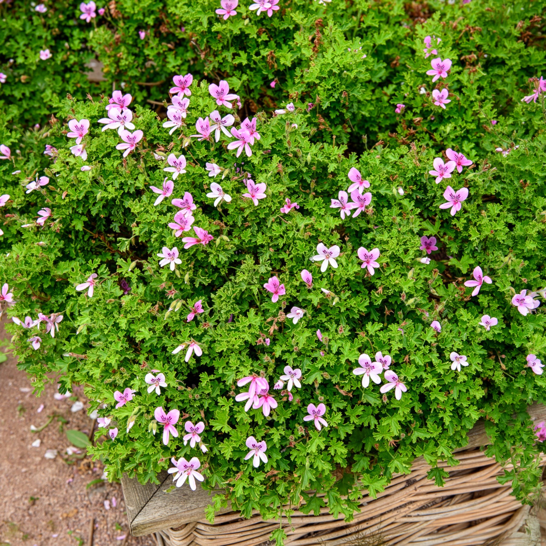 Geranium Capitatum - Willemse