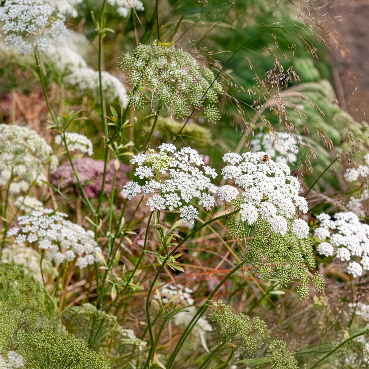 Groot akkerscherm - Ammi majus - Willemse