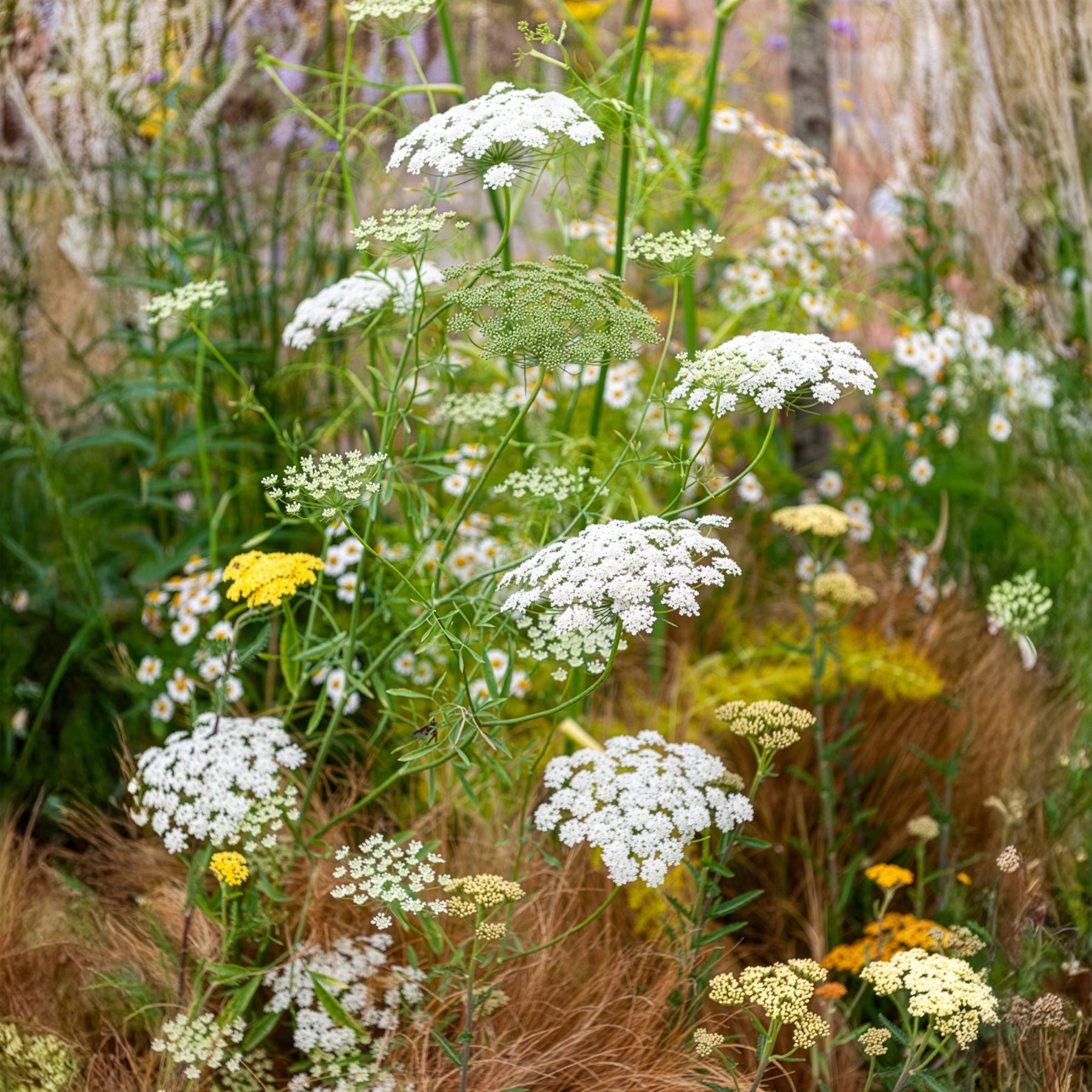 Groot akkerscherm - Ammi majus - Willemse