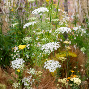 Groot akkerscherm - Ammi majus - Willemse