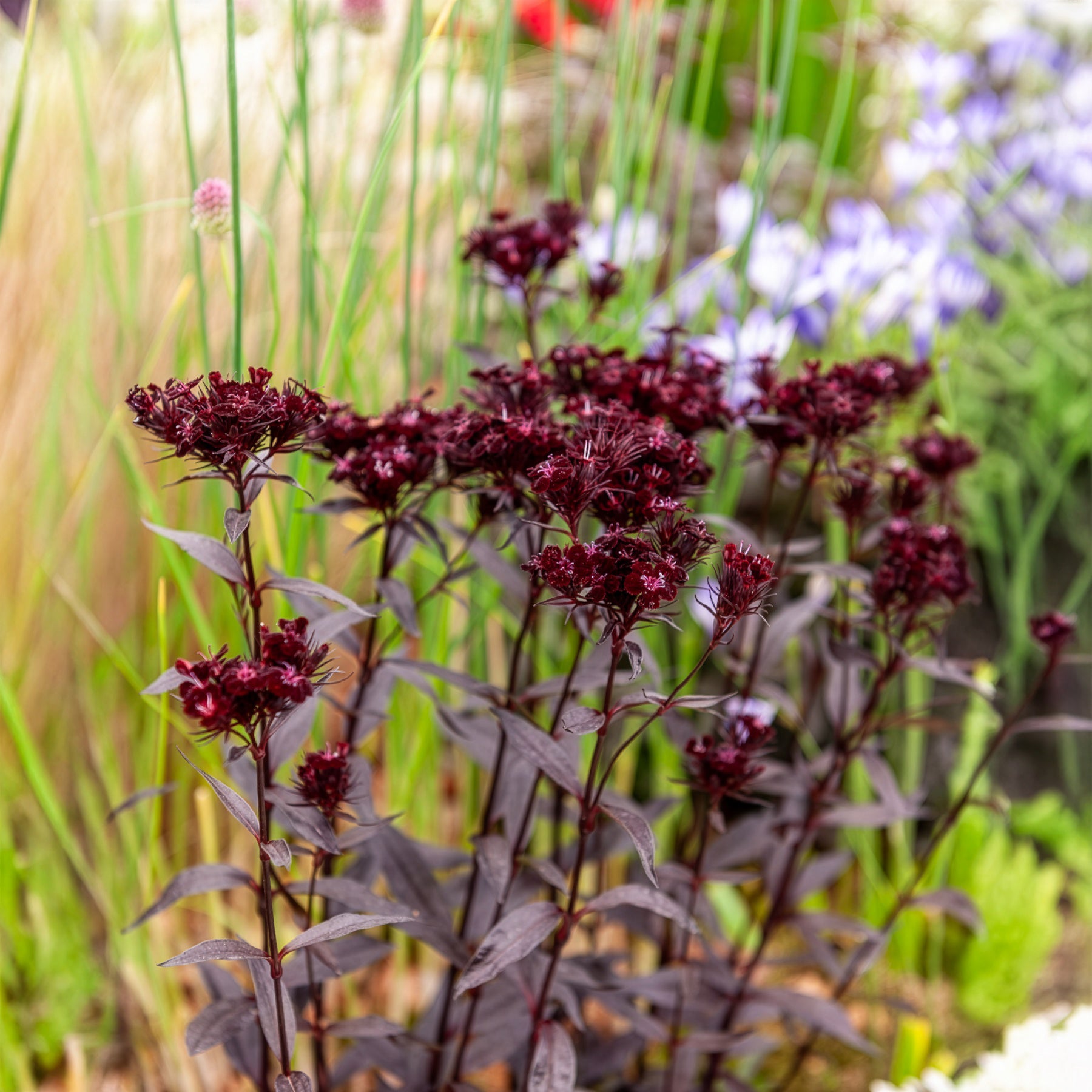 Duizendschoon Sooty - Dianthus barbatus Sooty - Willemse