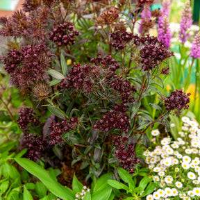 Duizendschoon Sooty - Willemse